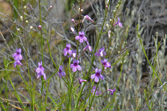 Toadflax Penstemon is a member of the Snapdragon Family and has flowers similar to Snapdragons. Penstemon linarioides